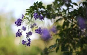 Gallery Thumbnail 4