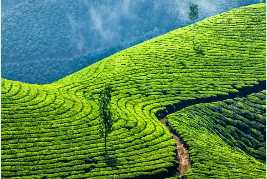 Munnar